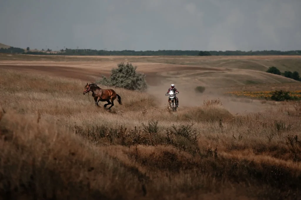 RRM 2026 - Aprillia and horse